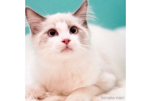 成約済の東京都のラグドール-107504の3枚目